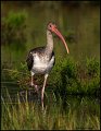 _0SB6960 white ibis (juvenile)